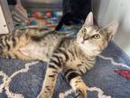 Adopt Miami a Domestic Short Hair