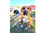 Adopt Lucky a Boxer, Mixed Breed