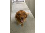 Adopt Princess a Australian Shepherd, Golden Retriever