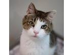 Adopt Kylie a Domestic Short Hair