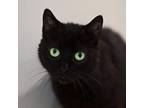 Adopt Scamp a Domestic Short Hair