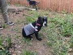 Adopt Sumi a Pit Bull Terrier, Mixed Breed