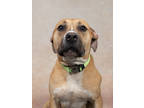 Adopt MissyMiss a Pit Bull Terrier, Mixed Breed