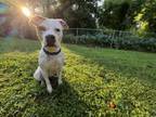 Adopt MARSHA a Pit Bull Terrier, Mixed Breed