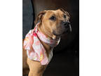 Adopt MELODY a Pit Bull Terrier, Mixed Breed