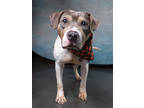 Adopt Sweets a Pit Bull Terrier, Mixed Breed