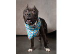 Adopt Pepper a Pit Bull Terrier, Mixed Breed