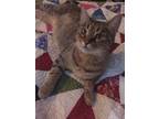 Adopt Trixie a Tabby