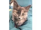 Adopt Cinderella a Dilute Tortoiseshell