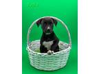 Adopt Susie a Mountain Cur