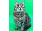 Adopt Stormy a Domestic Short Hair