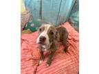 Adopt "Rescue Only" AC #1789 "Rose" a Pit Bull Terrier