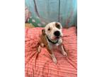 Adopt "Rescue Only" AC # 1791 "Daisy" a Pit Bull Terrier