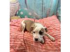 Adopt "Rescue Only" AC #1785 "Lily" a Pit Bull Terrier