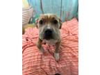 Adopt "Rescue Only" AC #1783 "Robin" a Pit Bull Terrier