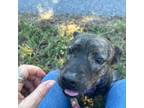 Adopt Riley a Mountain Cur