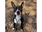 Adopt Abby a American Staffordshire Terrier, Staffordshire Bull Terrier