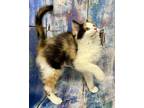 Adopt Nixie Kitten Heartstealer a Calico