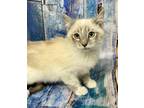 Adopt Isha lynx pt kitten mix a Siamese