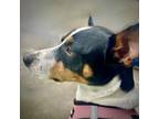 Adopt Poppy (TX) a Rat Terrier