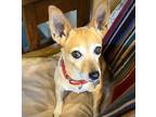 Adopt Cedar (ID) a Rat Terrier