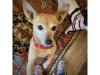 Adopt Cedar (ID) a Rat Terrier