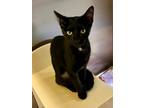 Adopt Ziva a Domestic Short Hair