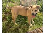 Adopt Lainey a Labrador Retriever, Black Mouth Cur