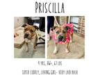Adopt Priscilla a Mixed Breed