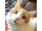 Adopt Maanya -- Bonded Buddy With Maxwell a Domestic Long Hair