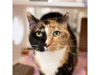 Adopt Marla a Domestic Medium Hair