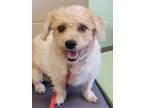 Adopt Bella a Bichon Frise