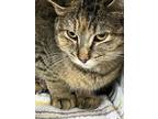 Adopt Catniss a Domestic Short Hair