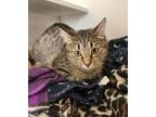 Adopt Sofie a Domestic Short Hair