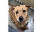 Adopt Gracy a Pit Bull Terrier, Labrador Retriever