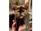 Adopt Taffy a Domestic Medium Hair