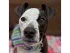 Adopt Millie a German Shorthaired Pointer, Boxer