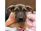 Adopt Silkee a German Shepherd Dog, Labrador Retriever