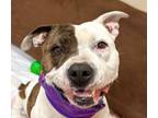 Adopt Fairy a American Staffordshire Terrier, Staffordshire Bull Terrier