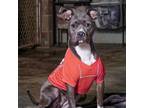 Adopt Rain a American Staffordshire Terrier