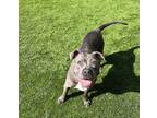 Adopt Tarra a Pit Bull Terrier