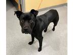 Adopt Ms. Baloo a Pit Bull Terrier