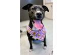 Adopt Candy a Pit Bull Terrier