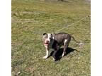 Adopt Edna a Pit Bull Terrier