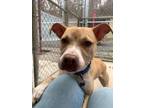 Adopt Egg Roll a Pit Bull Terrier, Mixed Breed