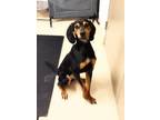 Adopt Maple 41006 a Coonhound
