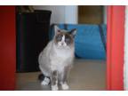 Adopt Gabbi a Siamese, Domestic Medium Hair