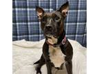 Adopt Xena a Pit Bull Terrier