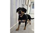 Adopt Silk a Rottweiler, Mixed Breed