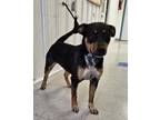 Adopt Diamond a Rottweiler, Mixed Breed